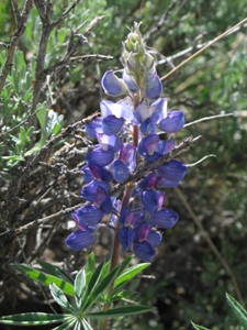 Lupinus spp.